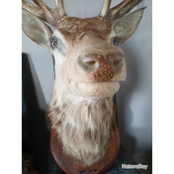 T�te de cerf 14 bois