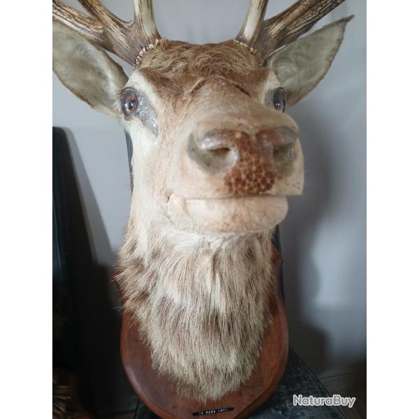 T�te de cerf 14 bois