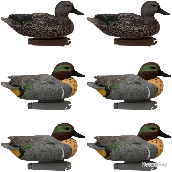 Formes de sarcelle x6 - GHG