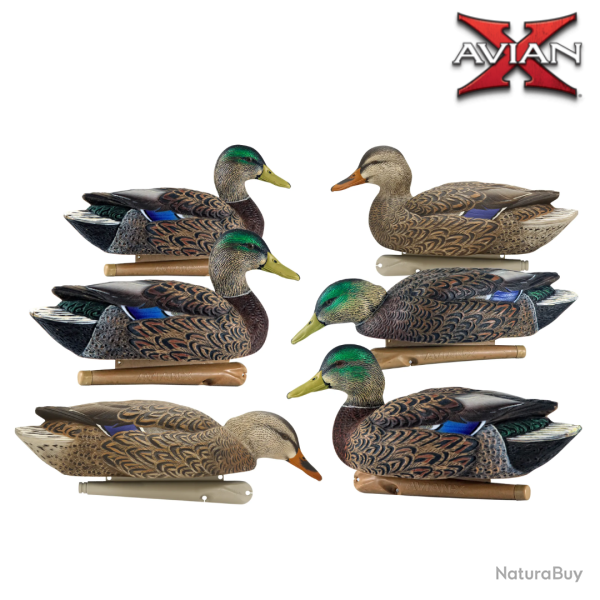 Formes de canard colvert Early Season TOPFLIGHT - AVIANX