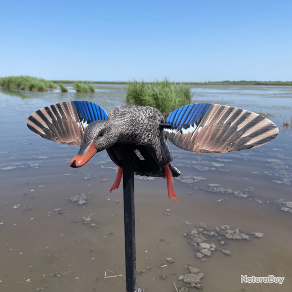 Cane colvert  ailes tournantes - MINI MALLARD ELITE SERIES MOJO