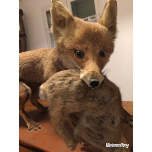 TRS BEAU RENARD GOUPIL AVEC LAPIN DE GARENNE