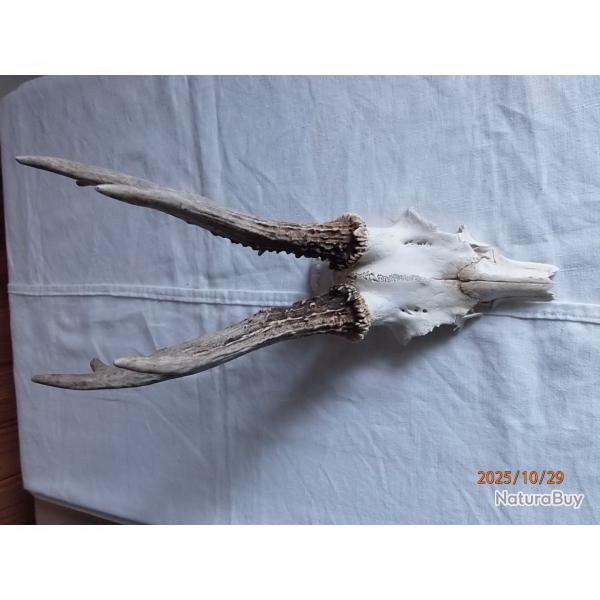 Massacre tte de chevreuil.