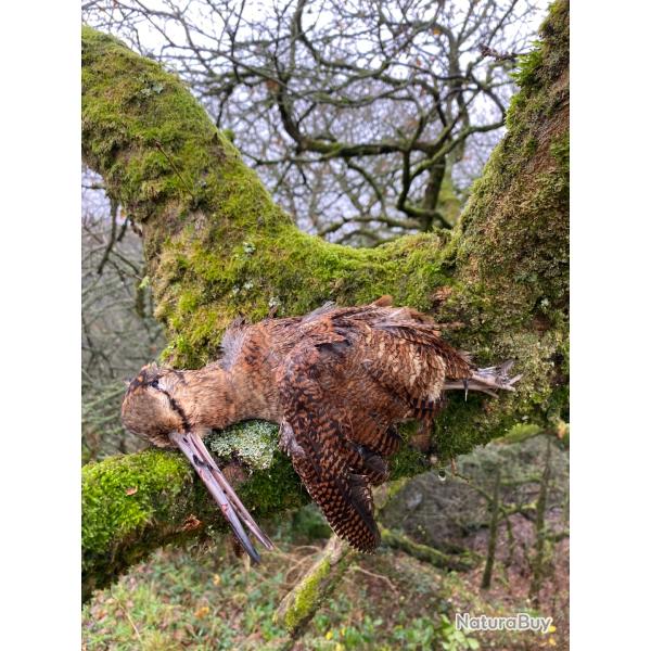 S�jours becasses en Bretagne