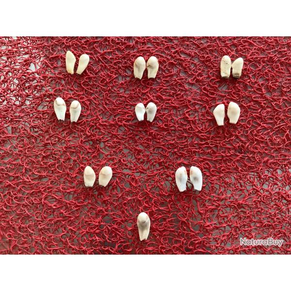 Lot de crochets (ou dents de lys) de cerfs mles pour crateurs/artisan en bijoux