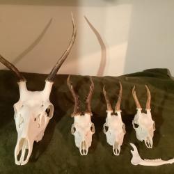 Lot de massacres (1 daguet et 3 brocards)