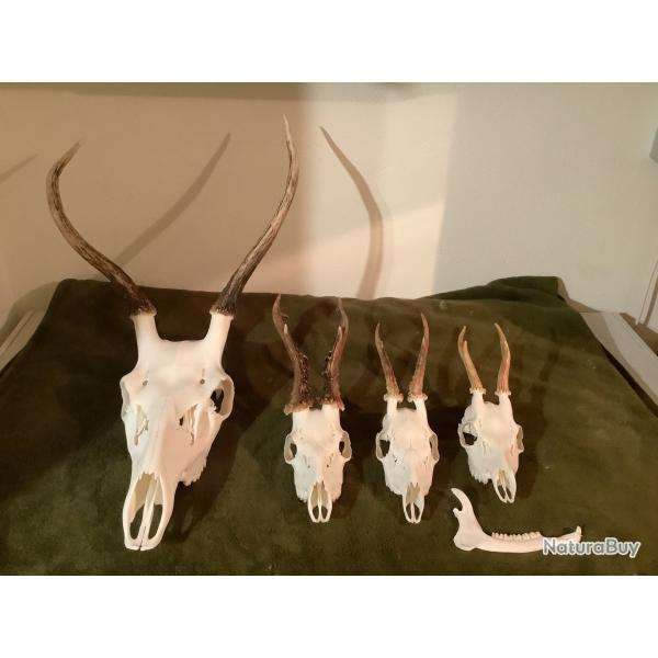 Lot de massacres (1 daguet et 3 brocards)