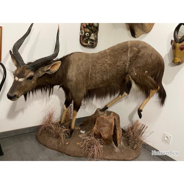 NYALA entier Afrique du sud