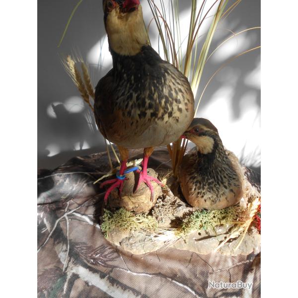 perdrix rouge  couple