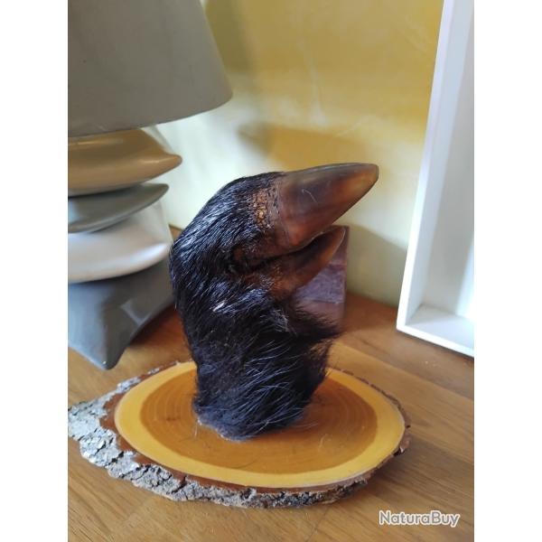 Porte manteau pied de sanglier naturalis.