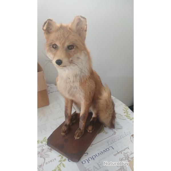 Renard taxidermie  sur plateau bois