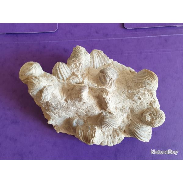 Banc Colonie de fossiles de bivalves du Crtac suprieur