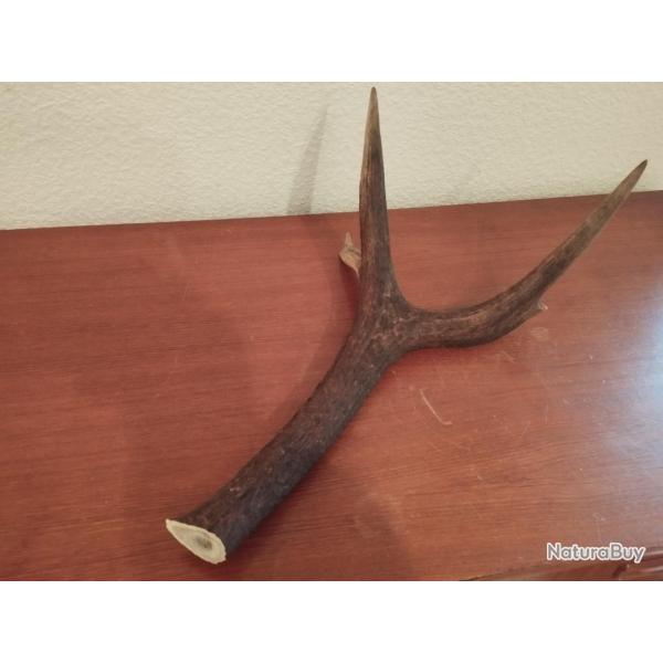 BOIS CERF 57CM COUTELLERIE BRICOLAGE CHIEN ARTISANAT