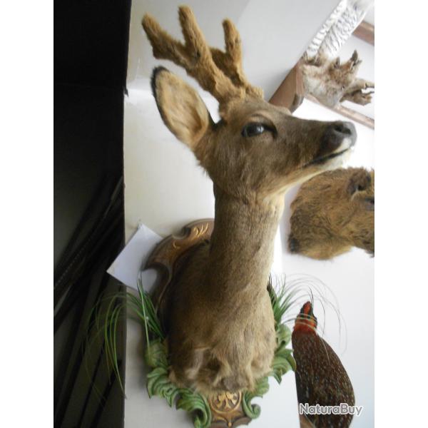 tte de chevreuil  bois velours