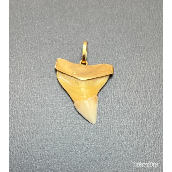 Pendentif dent de requin sur monture or