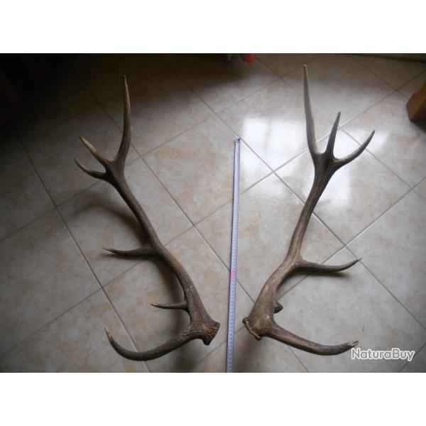 2 bois de cerf poids environ 2.5 kilo , longueur environ 75 cm