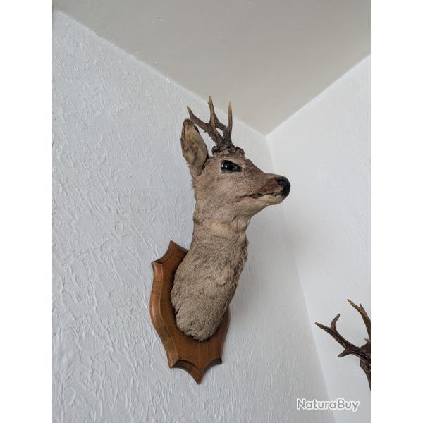 T�te de Chevreuil Taxidermis�e