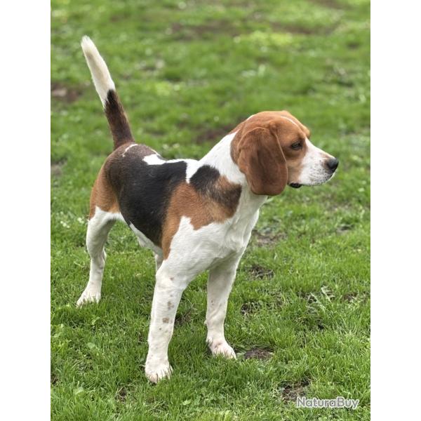 BEAGLE MALE dmarr SANGLIER