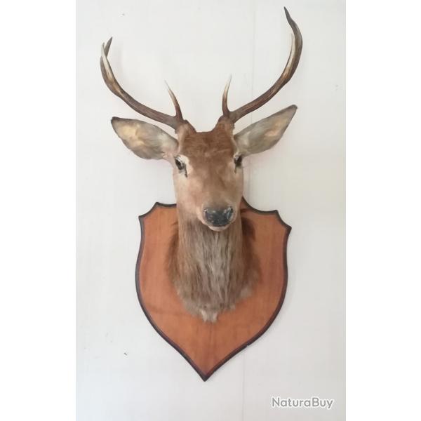 Jolie Tte de cerf naturalise 500