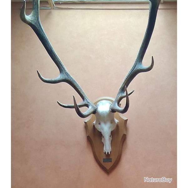 Trophe de chasse CERF 12 CORS