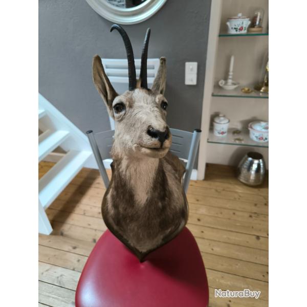 Vends troph�e de chasse isard des Pyr�n�es.Heritage familial