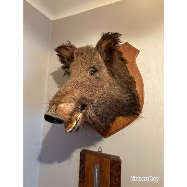 Troph�e T�te de Sanglier