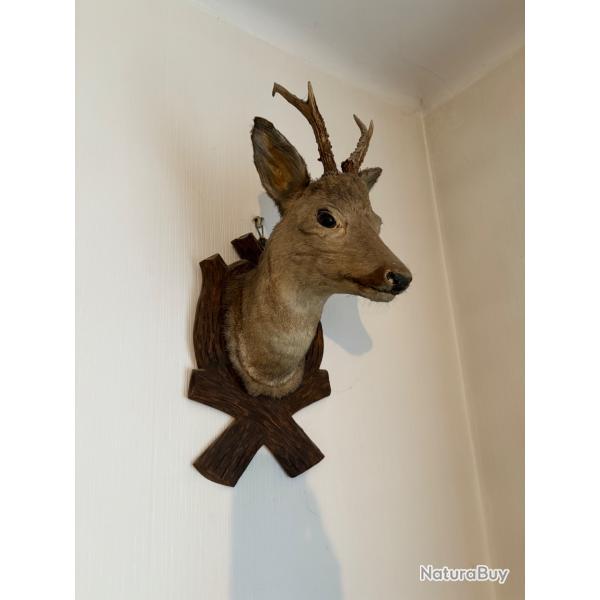 T�te de chevreuil