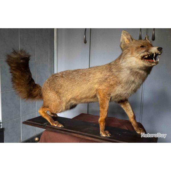 Renard de France naturalis�