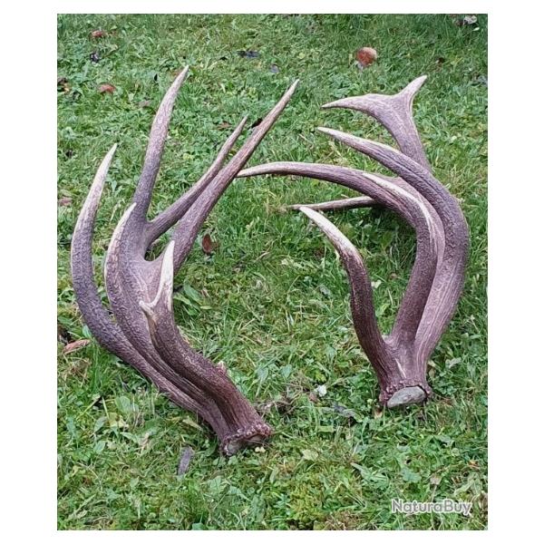 Impressionnante - �norme paire de mues de cerf - 18 cors - 10000 grs - longueur 117 cms -