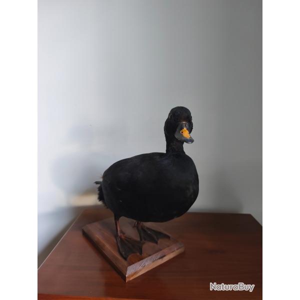 Macreuse noire naturalis�e