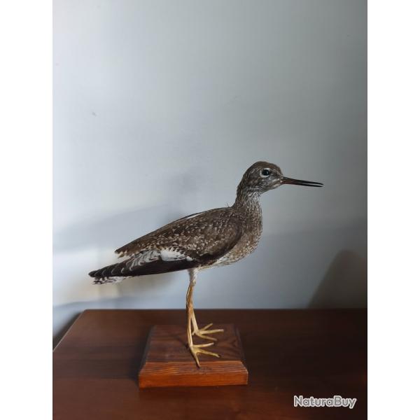 Chevalier Gambette naturalis�