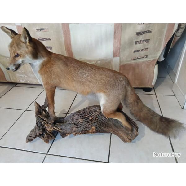 Renard