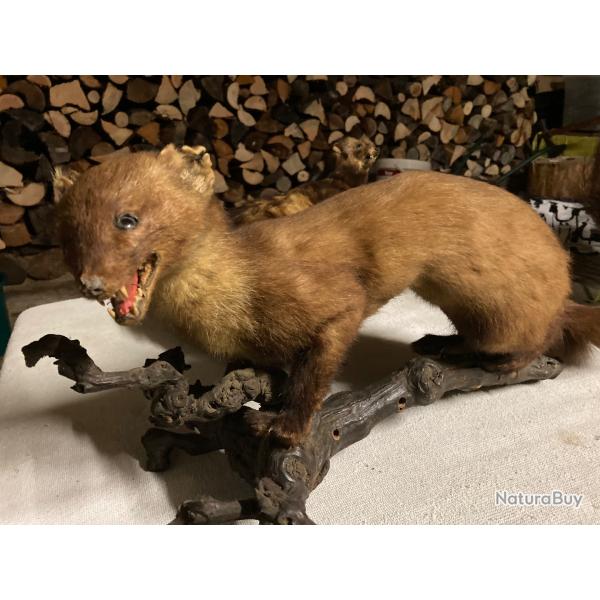 Petits animaux naturalises