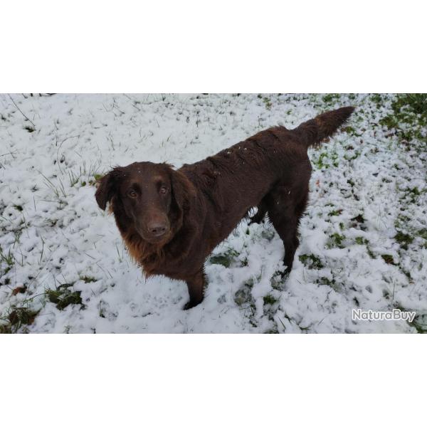 Chiots flat coated retriever