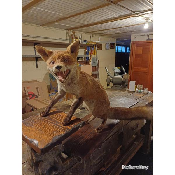 Renard taxidermis� (empaill�) sur 2 niveaux