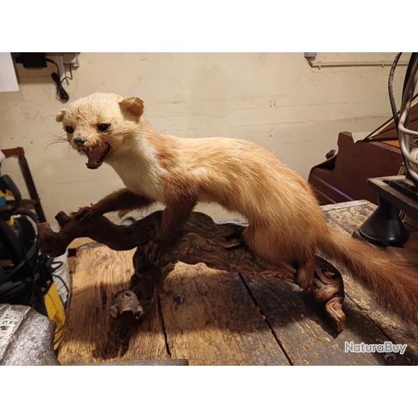 Fouine taxidermis�e (empaill�e) sur branche