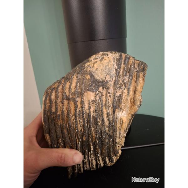 Fossile molaire mammouth