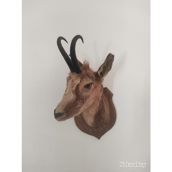 T�te d'Isard naturalis�