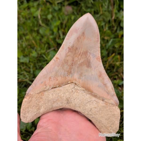 V�ritable fossile de dent de M�galodon 14.5 cm - Indon�sie