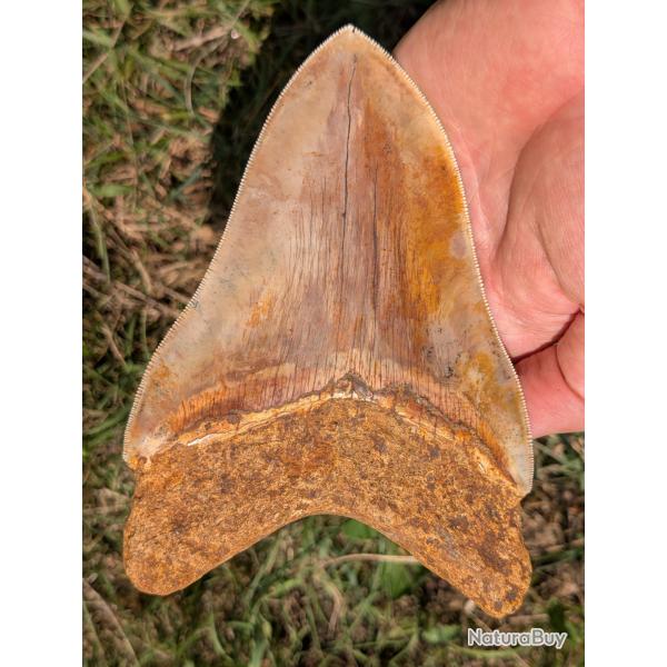 Dent de M�galodon - 15 cm - 100% naturelle