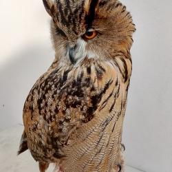 Chouette grand-duc femelle avec documents, préparée en octobre 2025