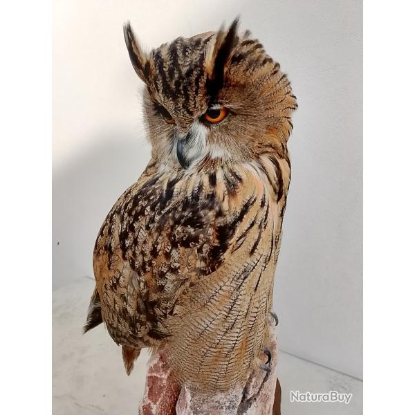 Chouette grand-duc femelle avec documents, prpare en octobre 2025
