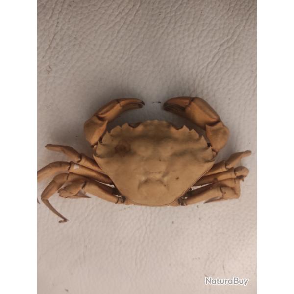 Crabe naturalis datant  de fin annes 60/dbut70.