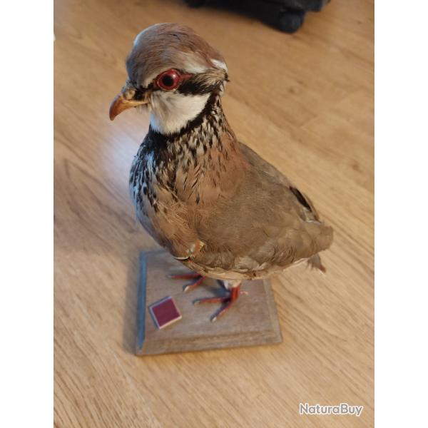 Perdrix rouge naturalis�e