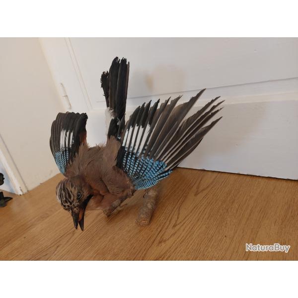 Vends Geai des ch�nes naturalis�