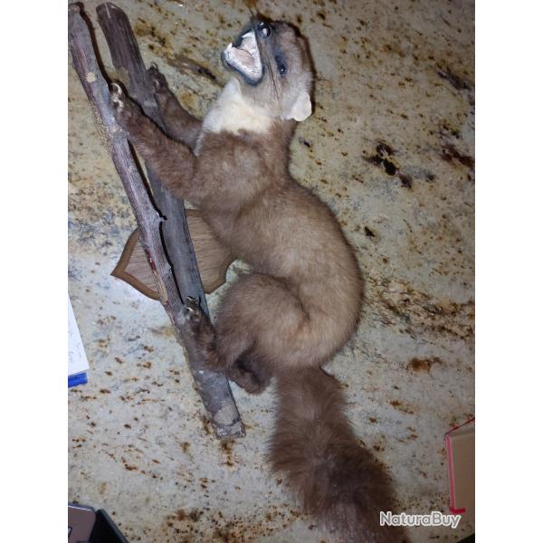 Vends martre naturalis�e