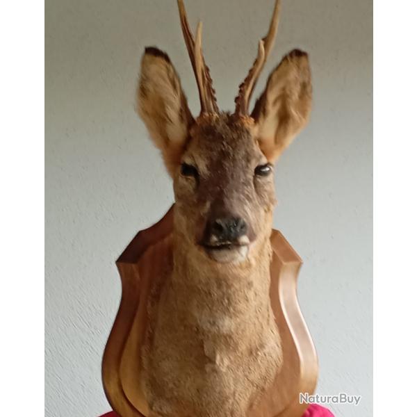T�te de chevreuil naturalis�
