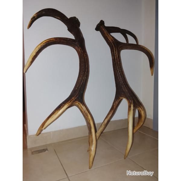 Titre : Paire de mues de cerf 14 cors - 5,2 kg - 90 cm - Mue naturelle en for�t - Perlage marqu�