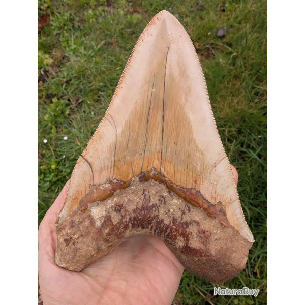 Enorme dent de M�galodon - authentique fossile - 14.8 cm
