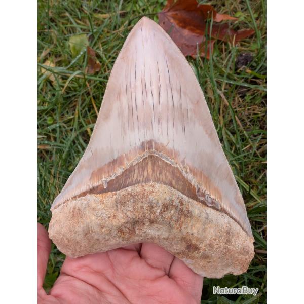 M�galodon - 14 cm - Tr�s Haute Qualit� - v�ritable fossile